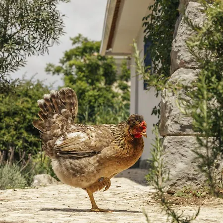 Nyaraló Boutique Retreat By Clama Retreats
